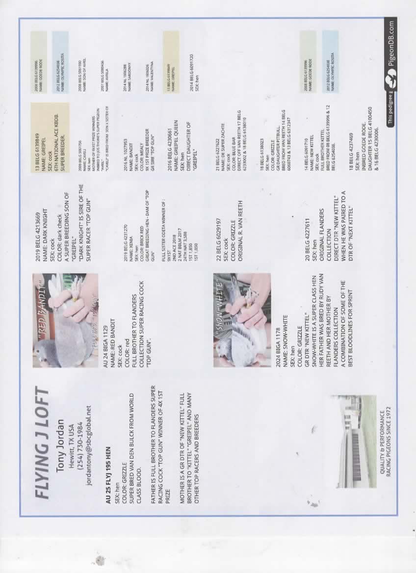 FLYJ 195 GRIZZLE HEN WORLD CLASS BLOOD