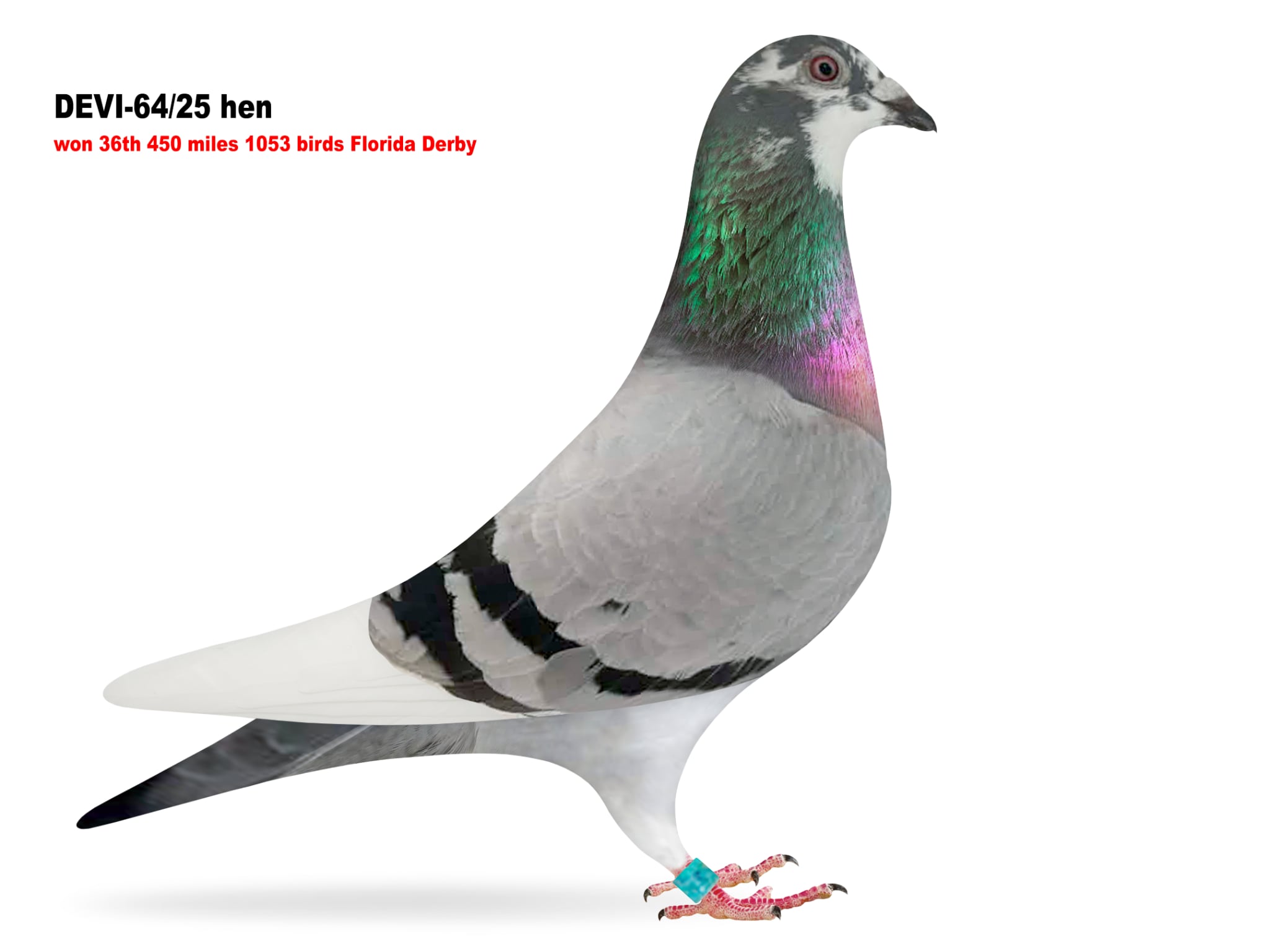 Devi-64/25 Roziers x $ winner in the Florida Derby