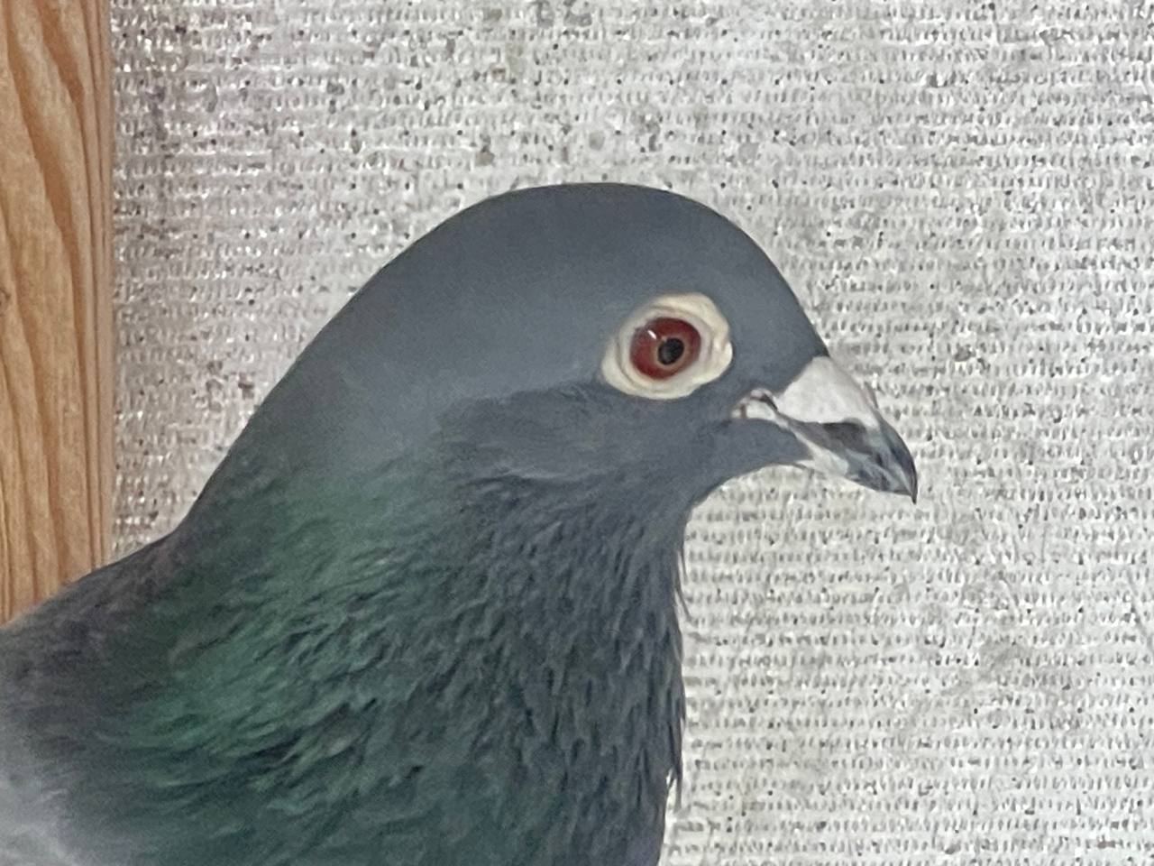 19 AU 11089 AA BBWF Cock