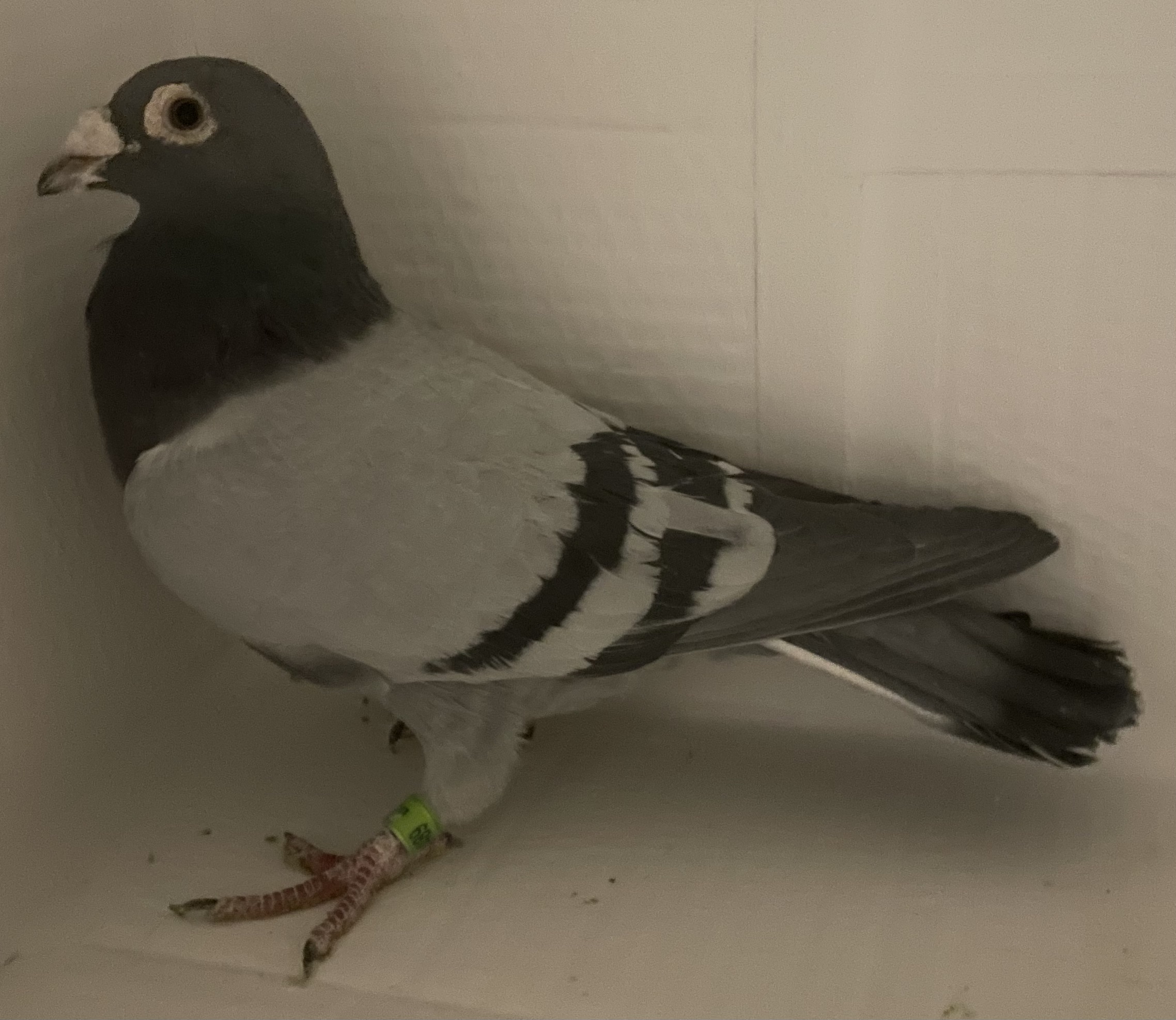 AU 2023 ARPU 24489 BBC