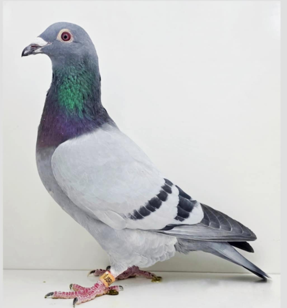BALDWIN VEGAS HEN BLOODLINE
