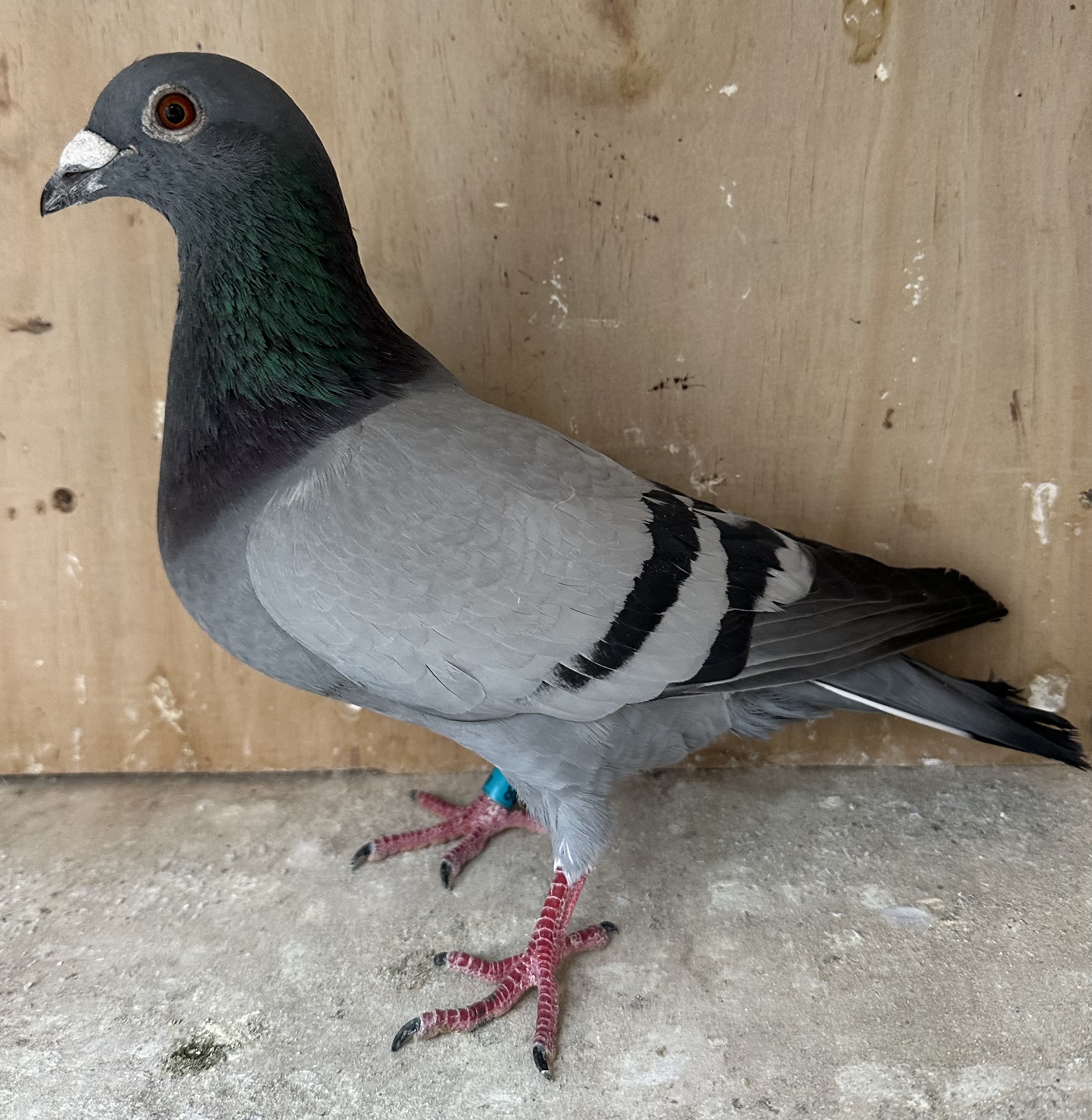 Blue bar cock, full sibling of champion bird apple cup 2024-2025