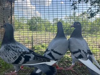 Young Bird Kit