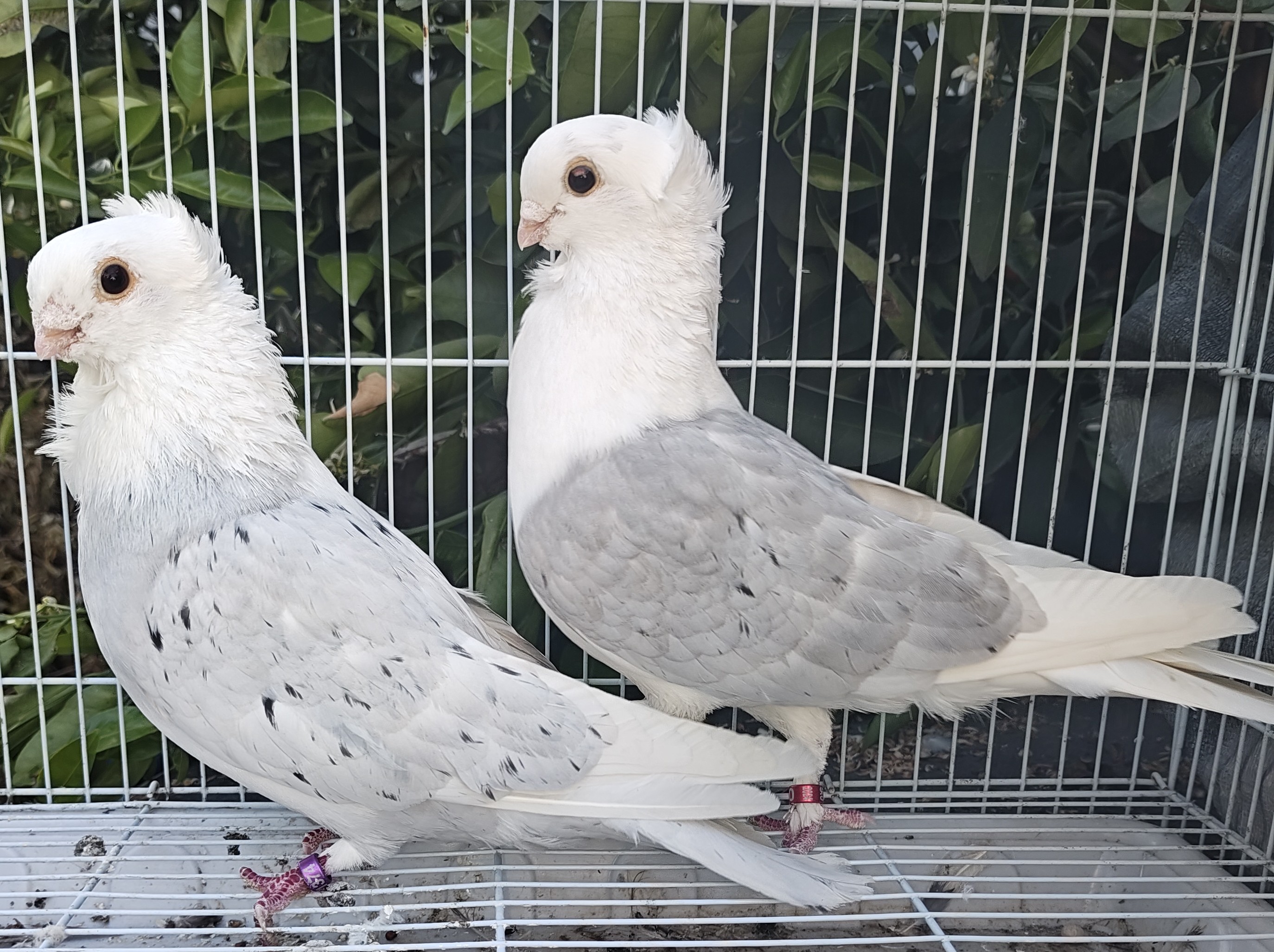 Old German Owl Pigeons