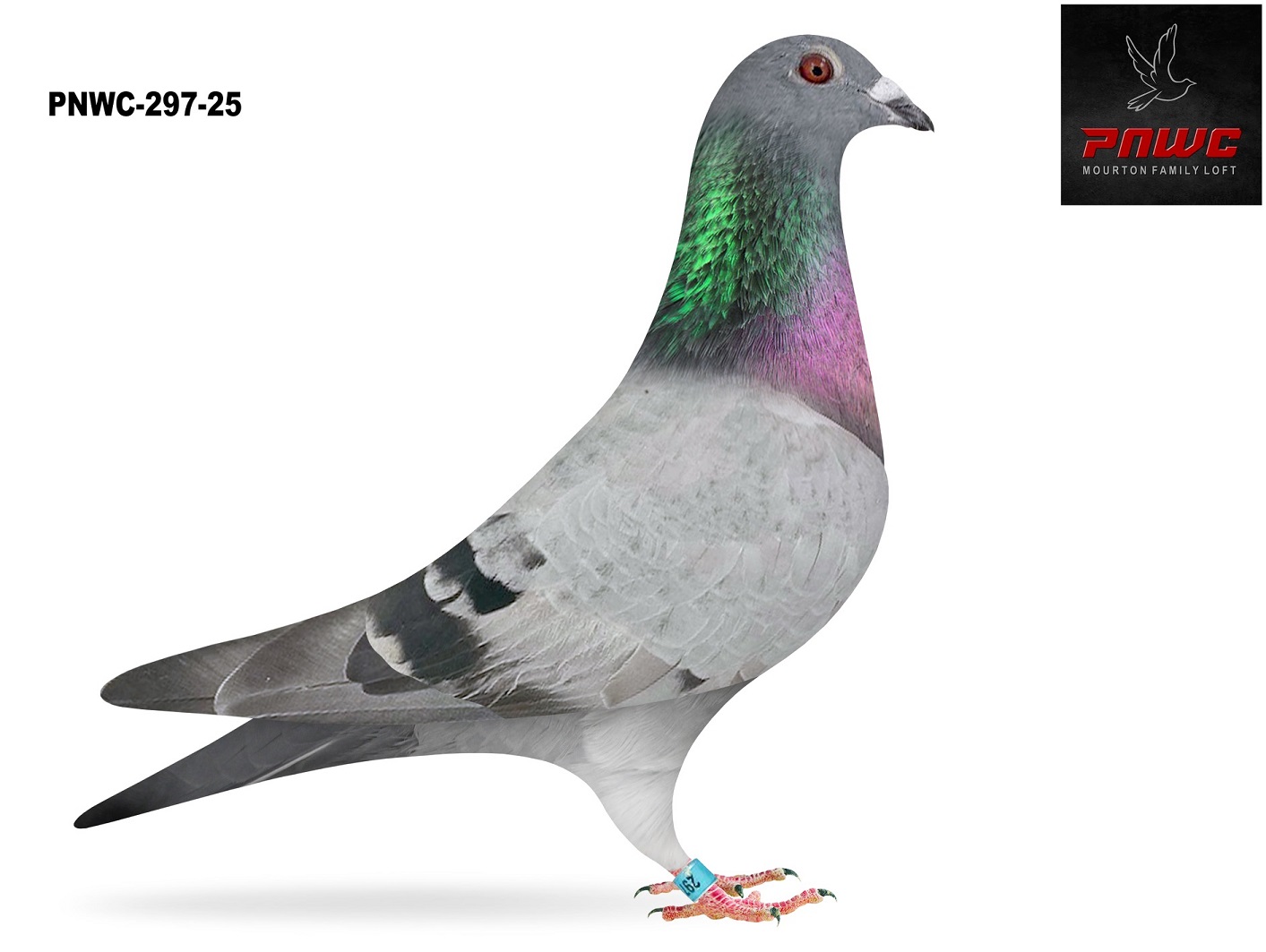 PNWC-297-25 BBWF COCK