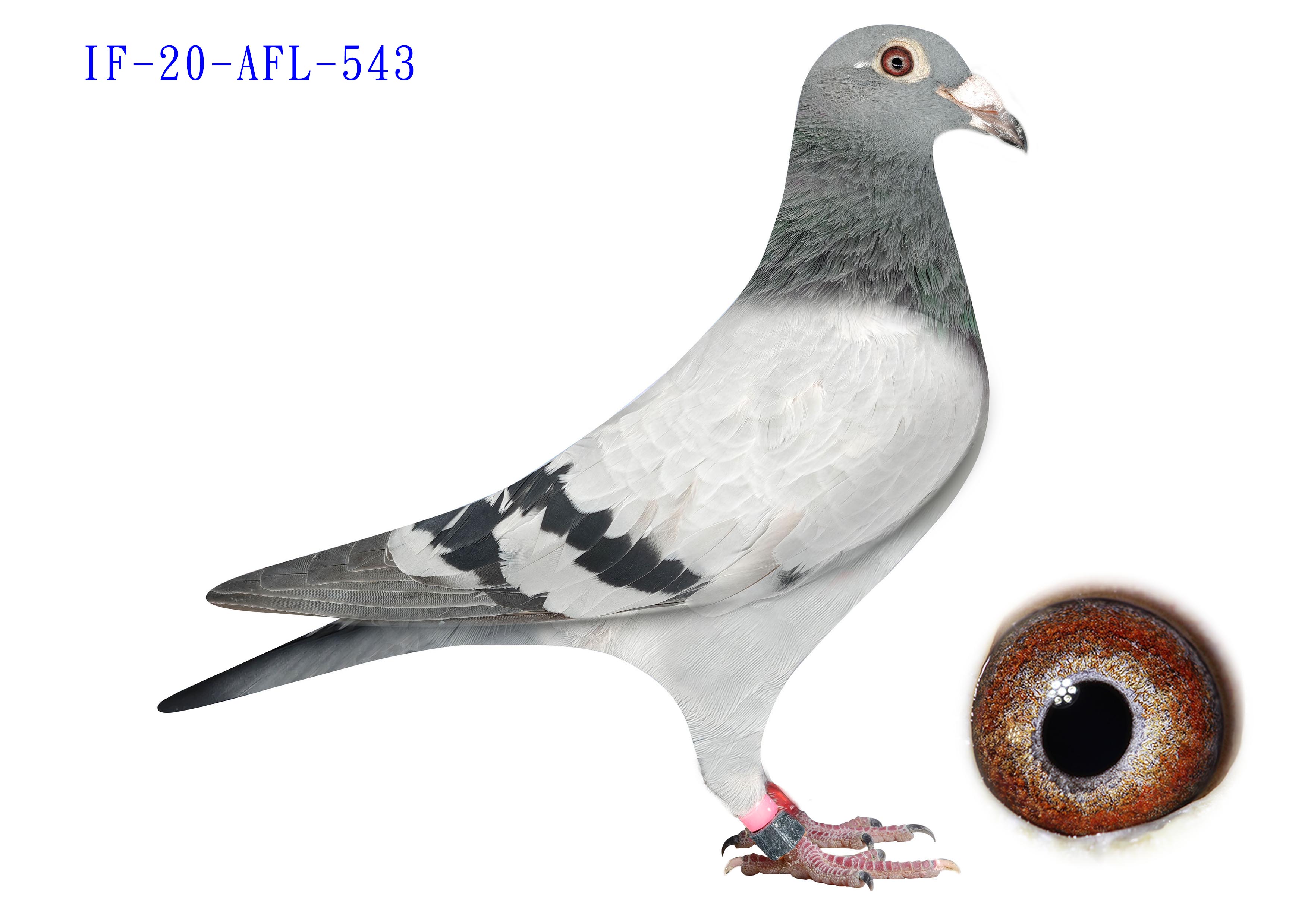 IF-20-AFL-543 - BB - Hen