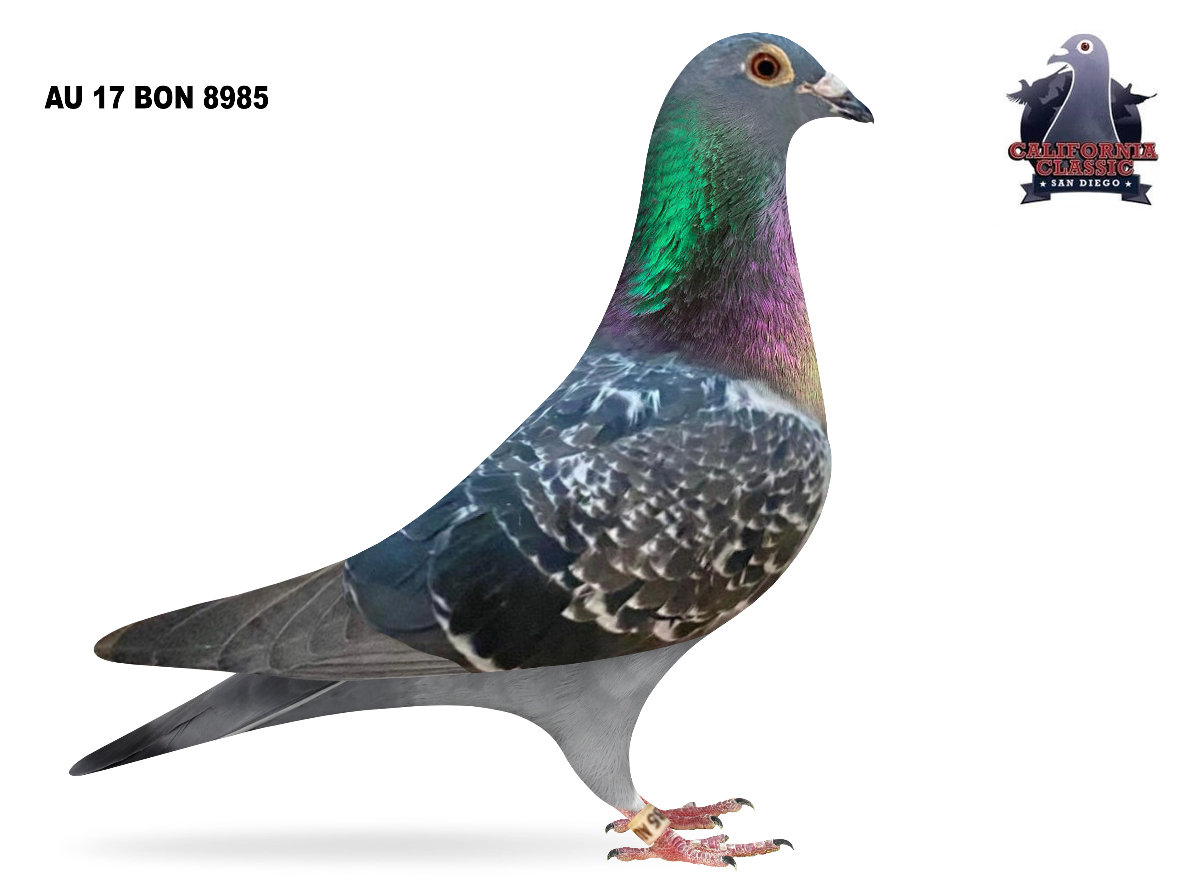 Lot 6. 2017 BON 8985 Hen 