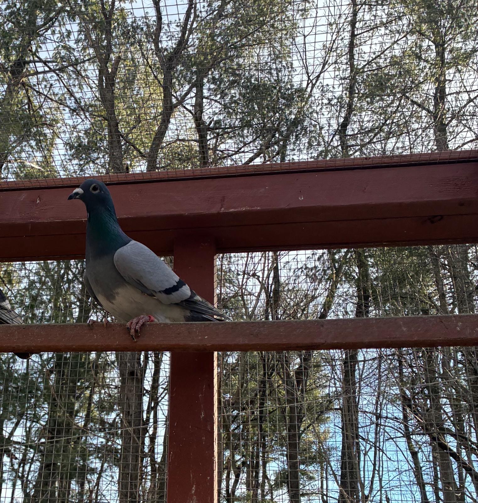 2025  AU 065 TBRH  inbred Porsche/ Thomas 6 and best kittel