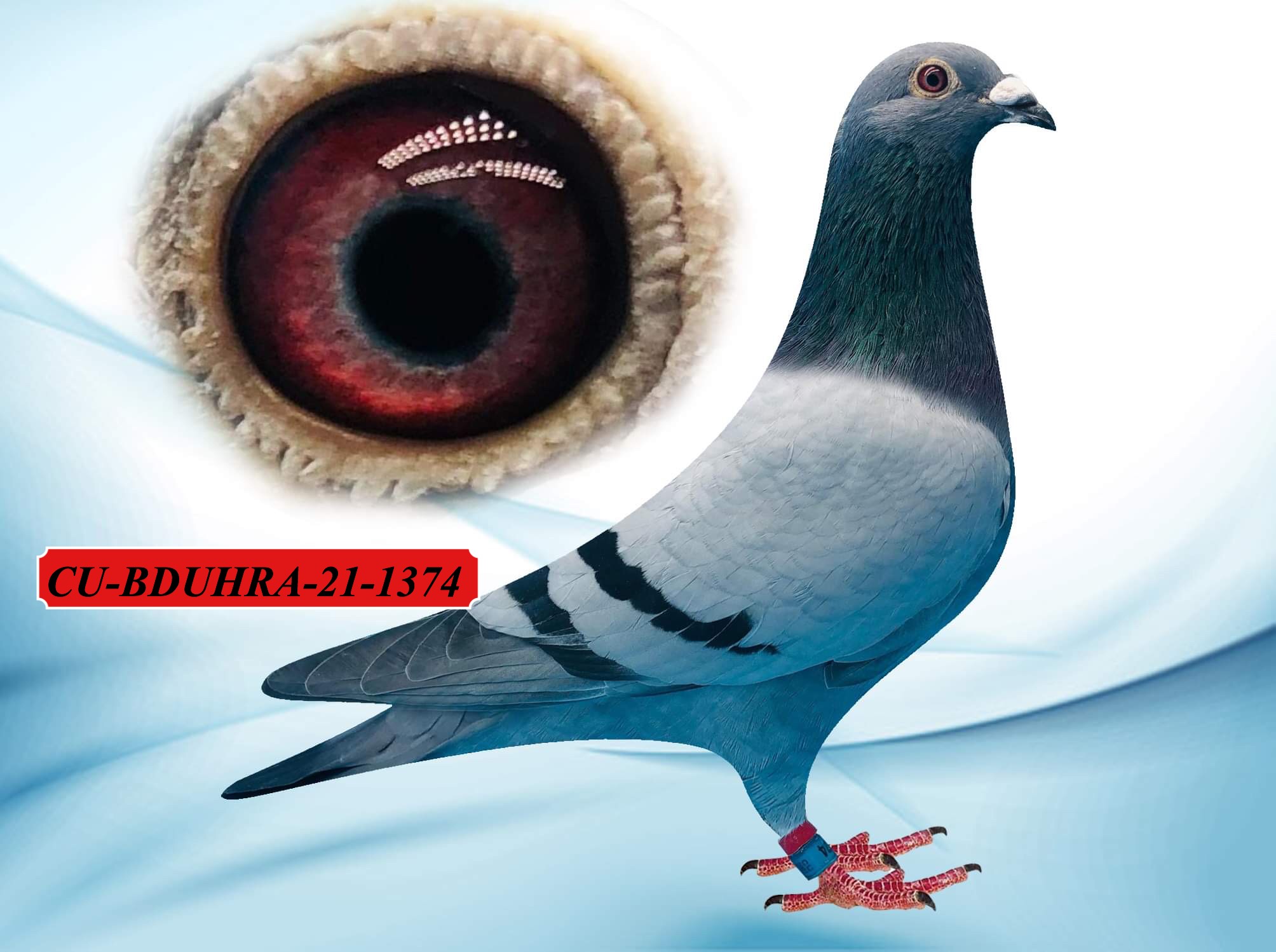 CU-BDUHRA-21-1374