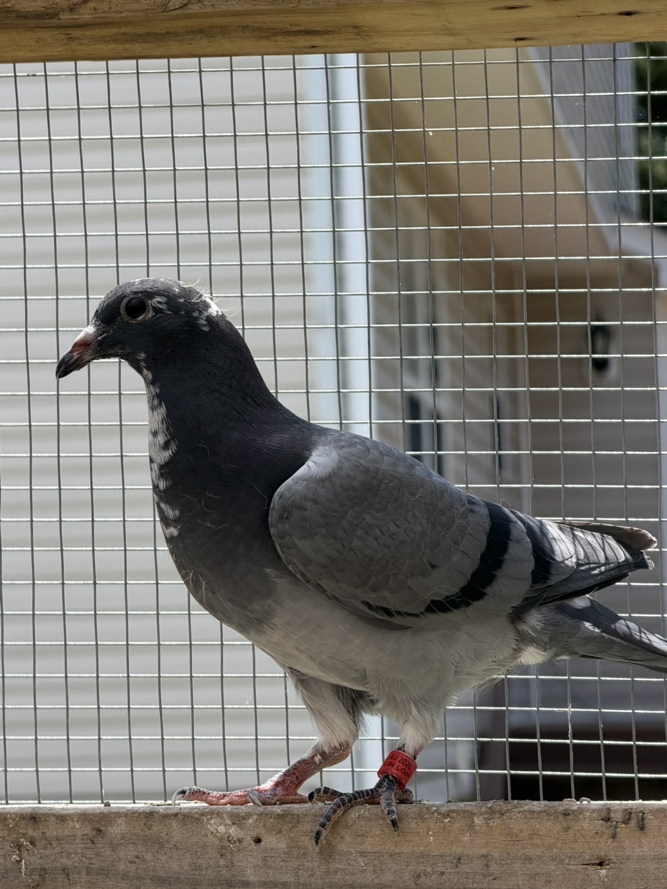 Au-26-Lin Loft-68802