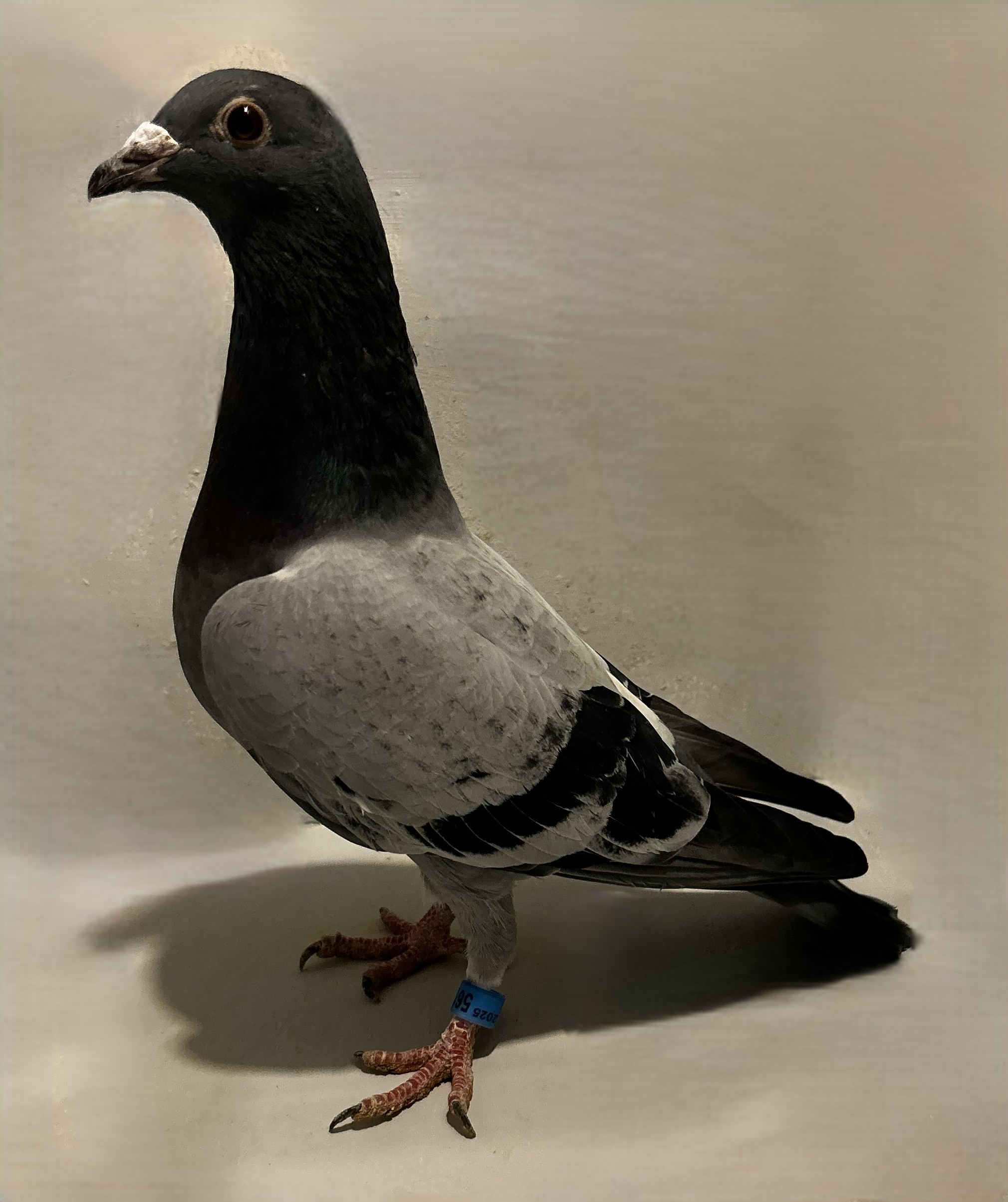 2025 Neil 56181 Ornat X Super 46 PNCL Cock