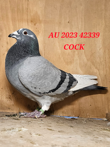 23 ARPU 42339 COCK