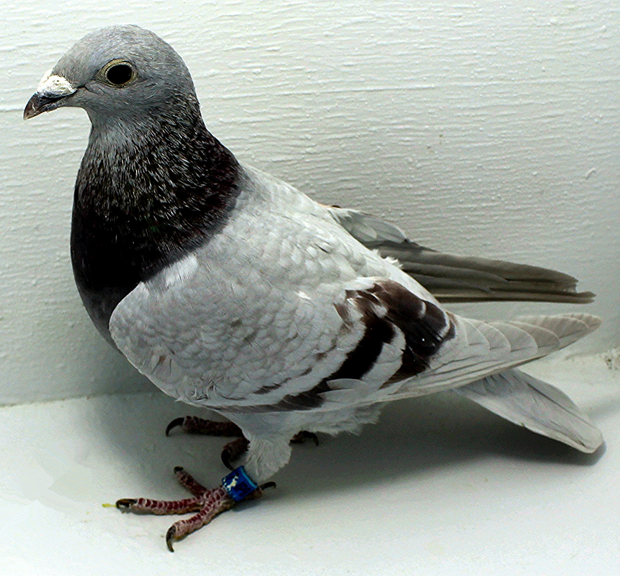 6917 IPB B 2025 Pure Paul Sion