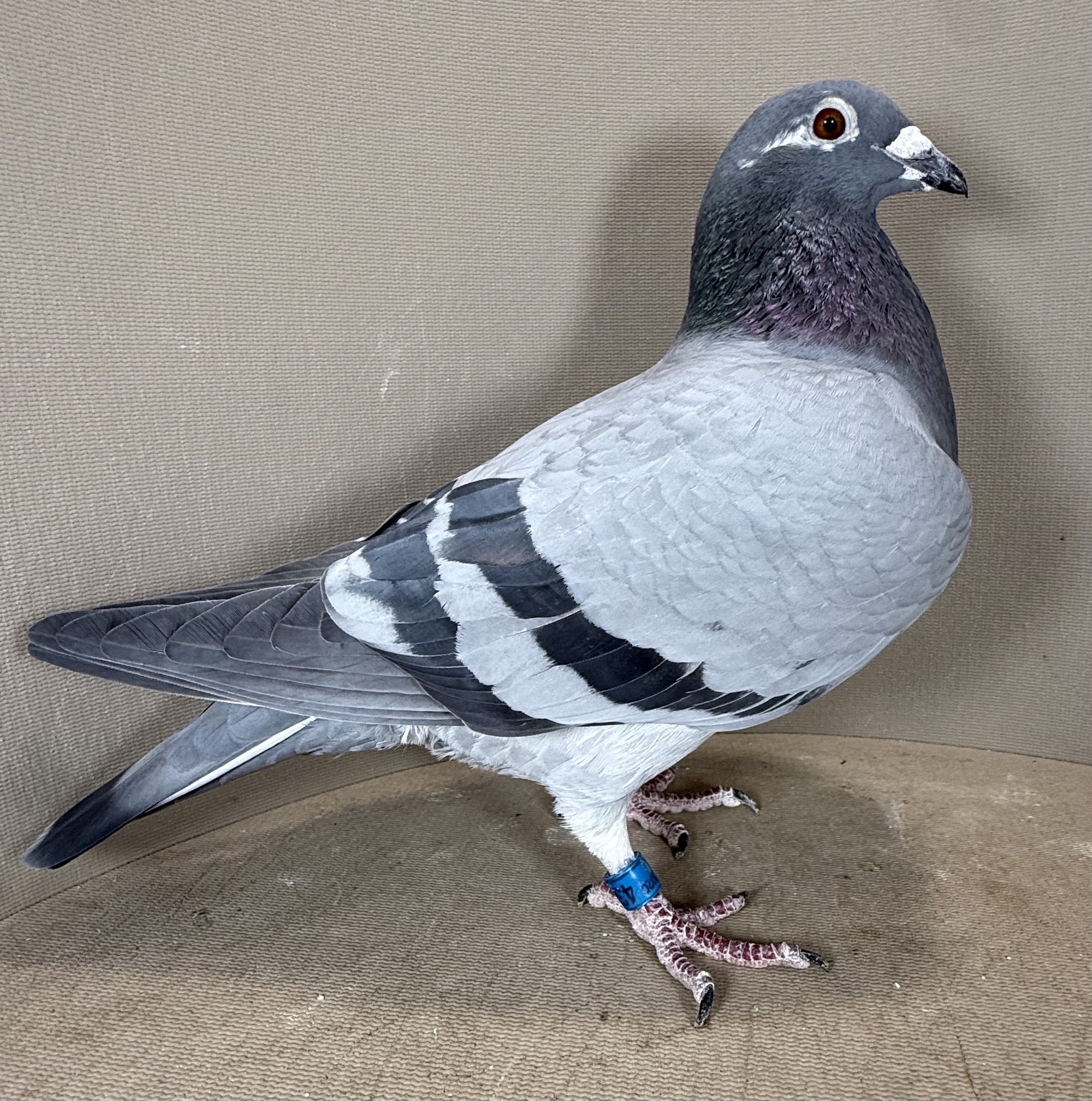 436 Great Breeding hen