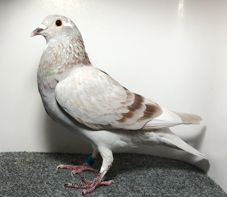 25366 RMR AU 2025 MLY SP H