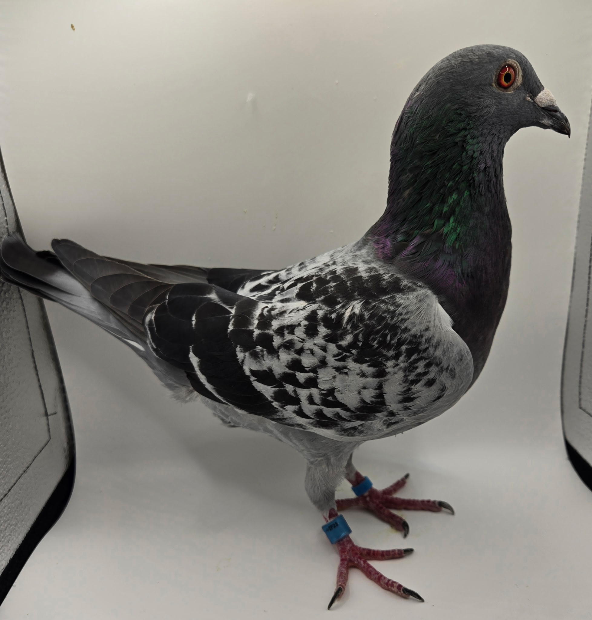 IF-25-116 COCK