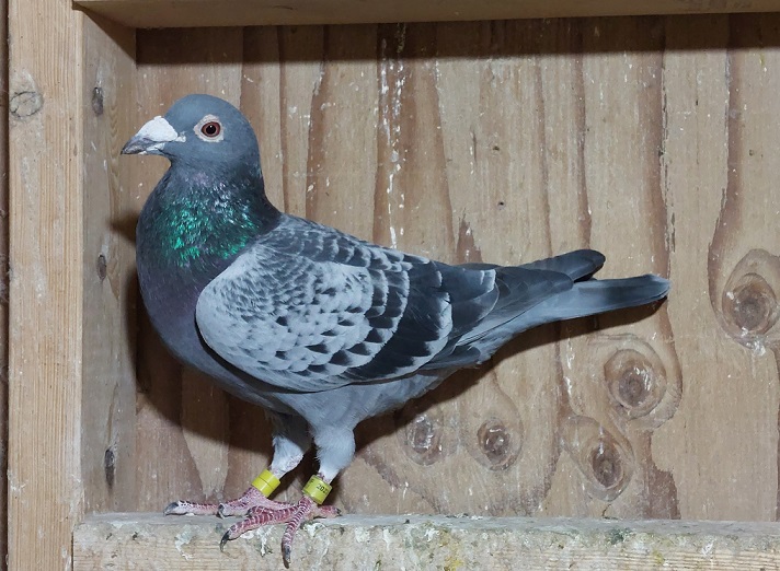 IF 2023 SLI 1131 BC HEN PURE GEBR. JANSSEN ARENDONK