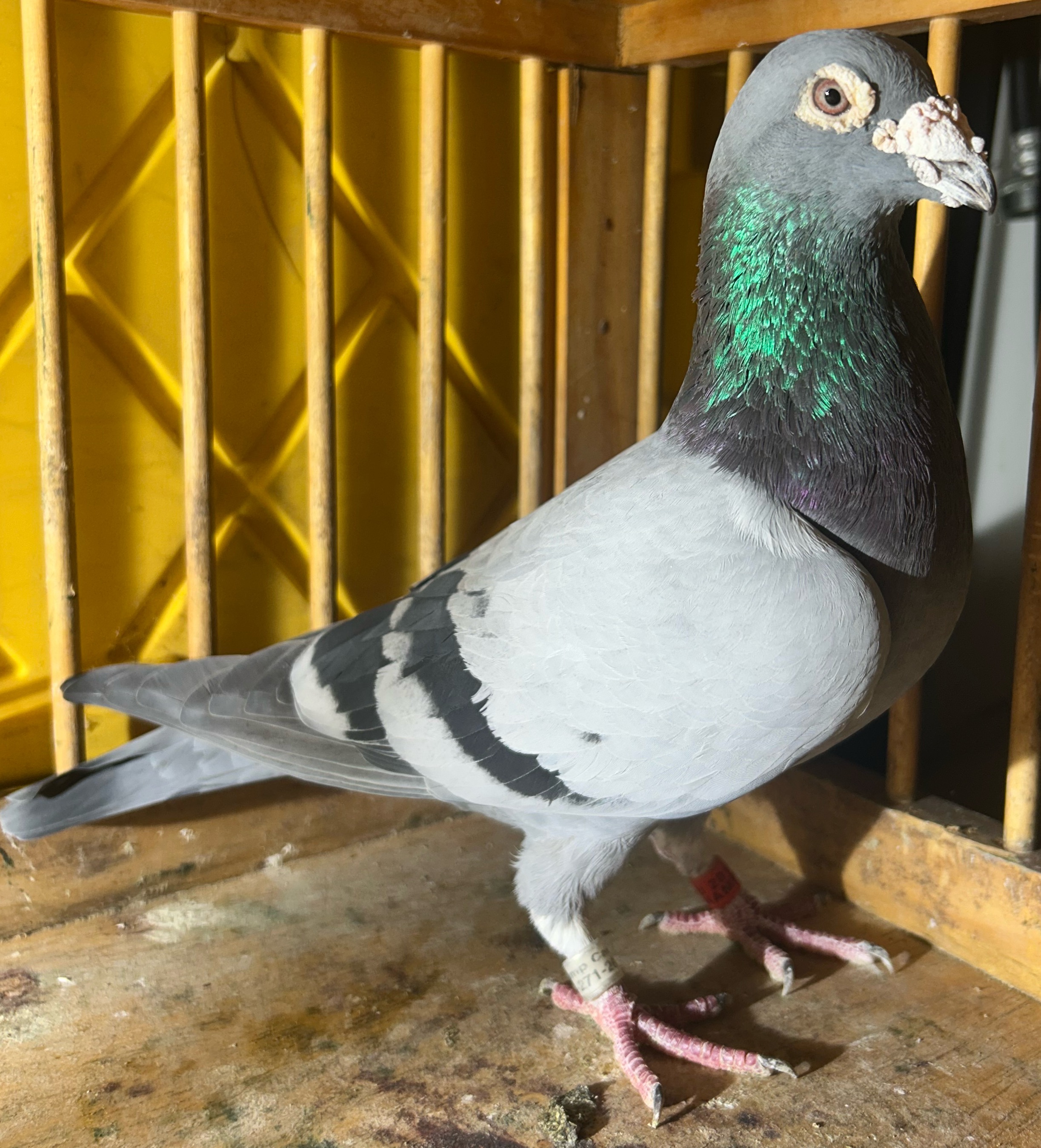 AU CHAMP 280 2016 “SUPER 280”