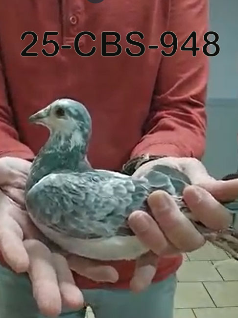 25-CBS-948 Grizzle cock. 