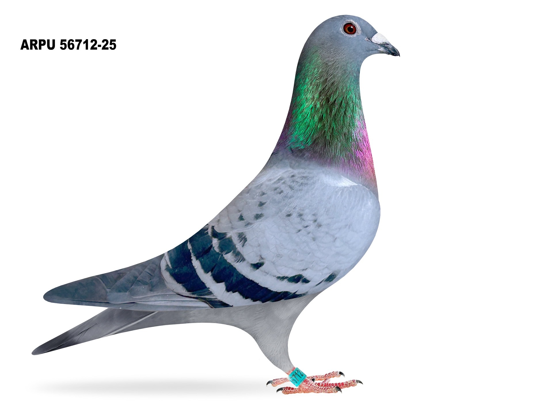 ARPU 56712-25 BC HEN