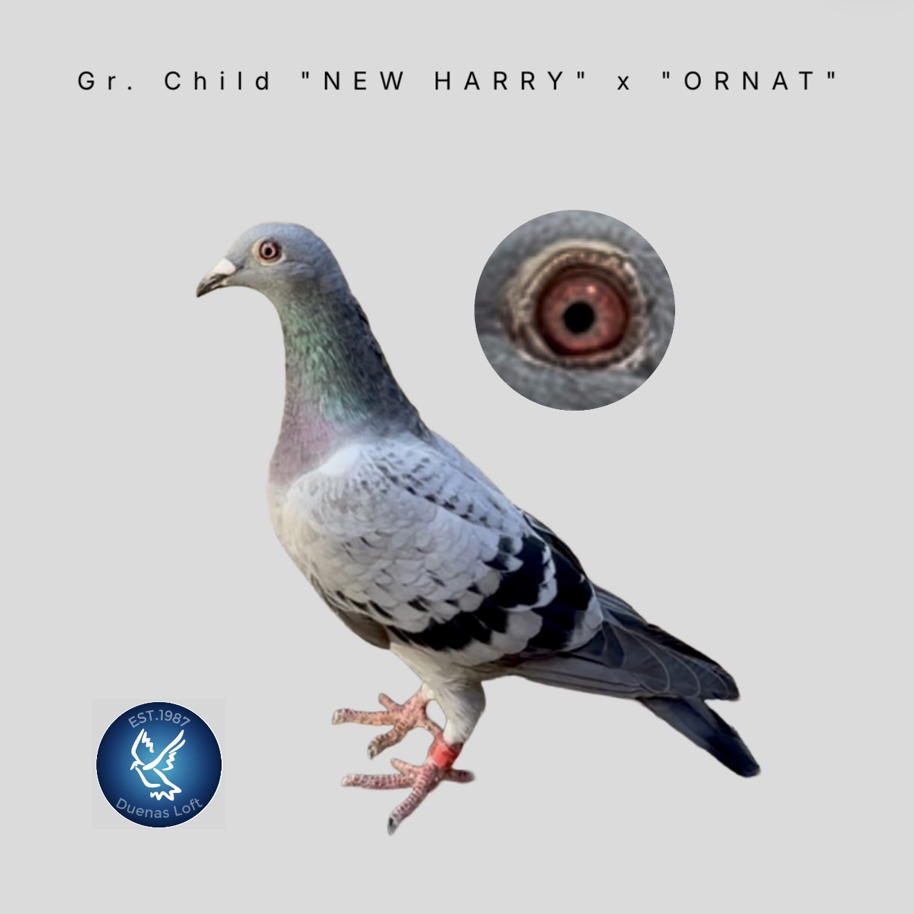 2026 Young Bird