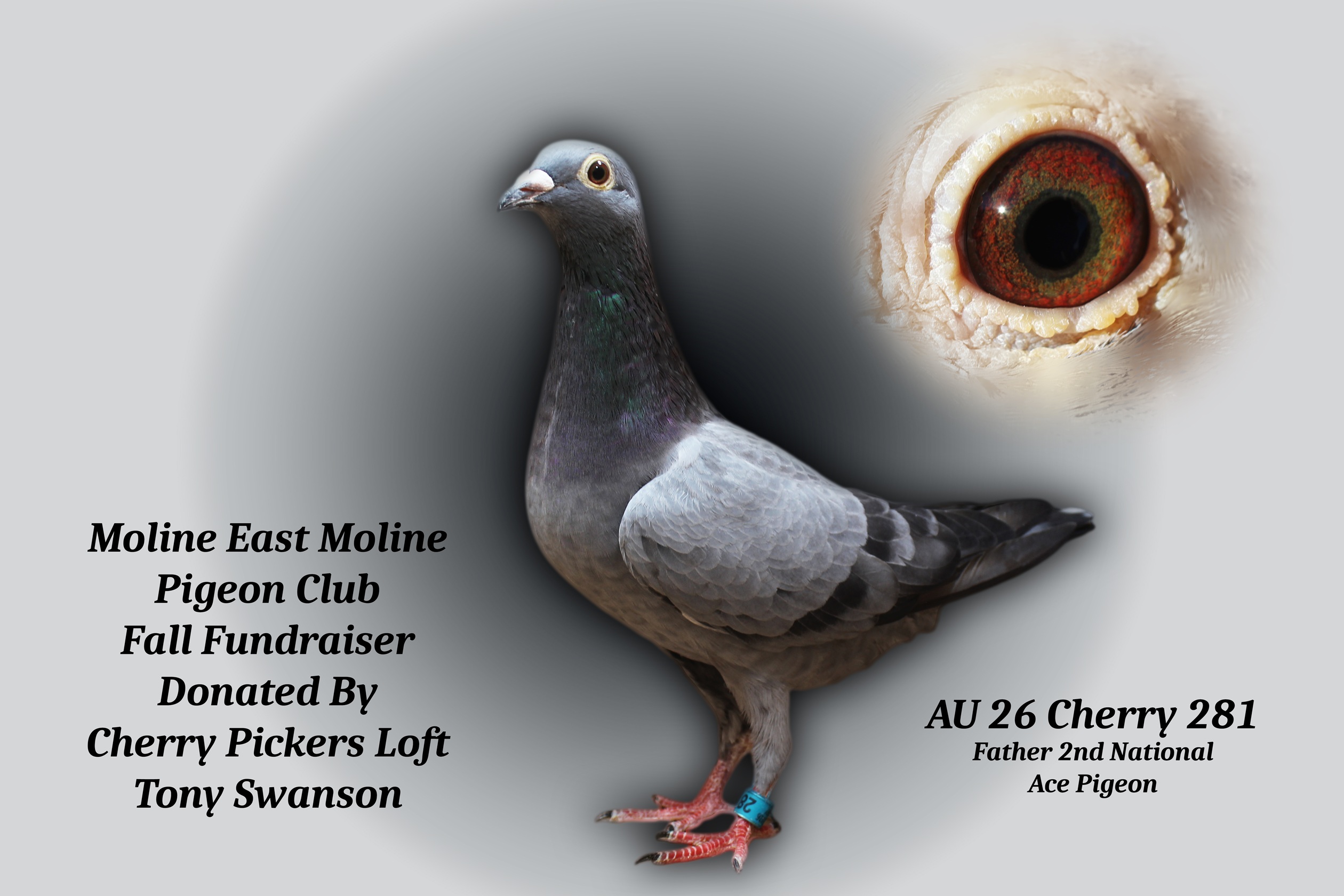 AU 26 Cherry 281 Hen