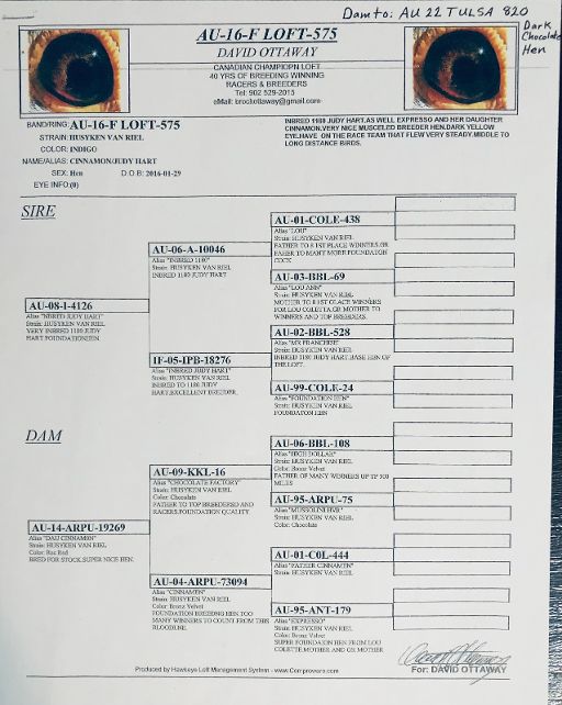 25374 RMR AU 2025 BRZ