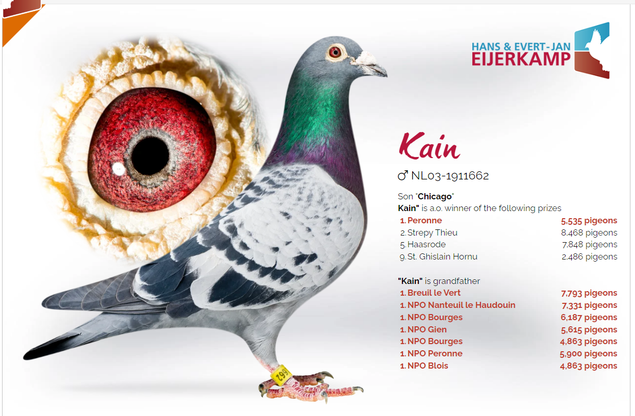  EIJERKAMP-Van Loon BC Cock NL16-1256072 