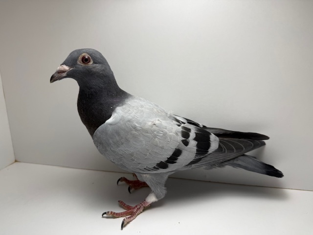 Very inbred Raven and Night Angel Family