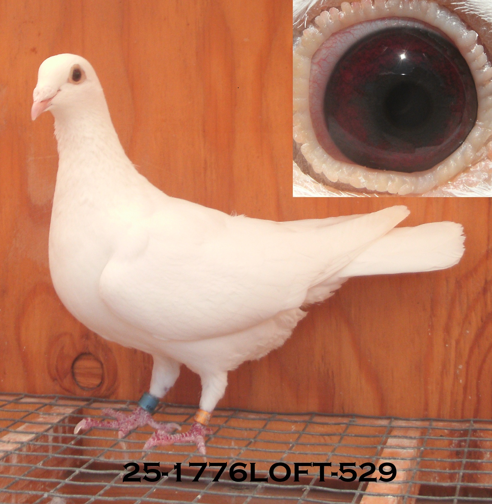 Sonia Van Der Maelen White Hen from 2 Imports