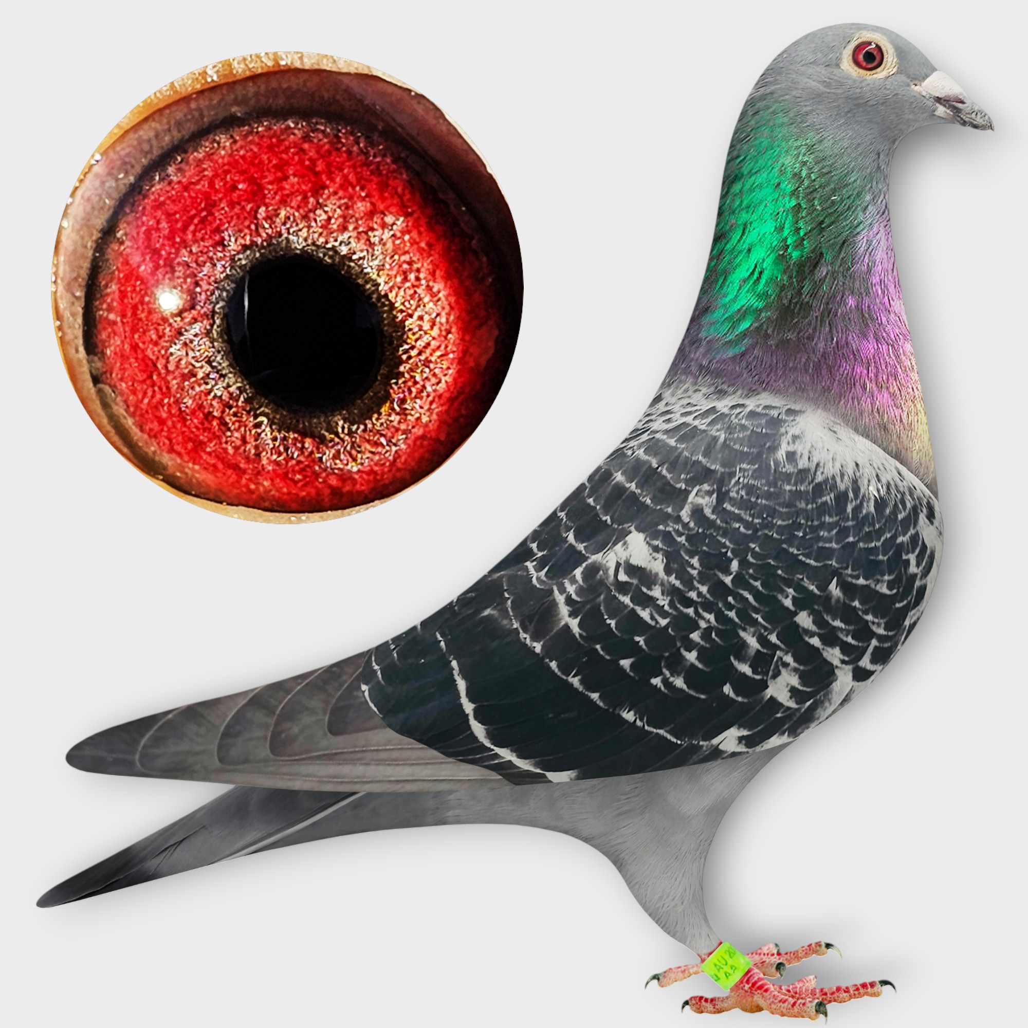 SIRE>2ND ACE HOSIER "BOONE"