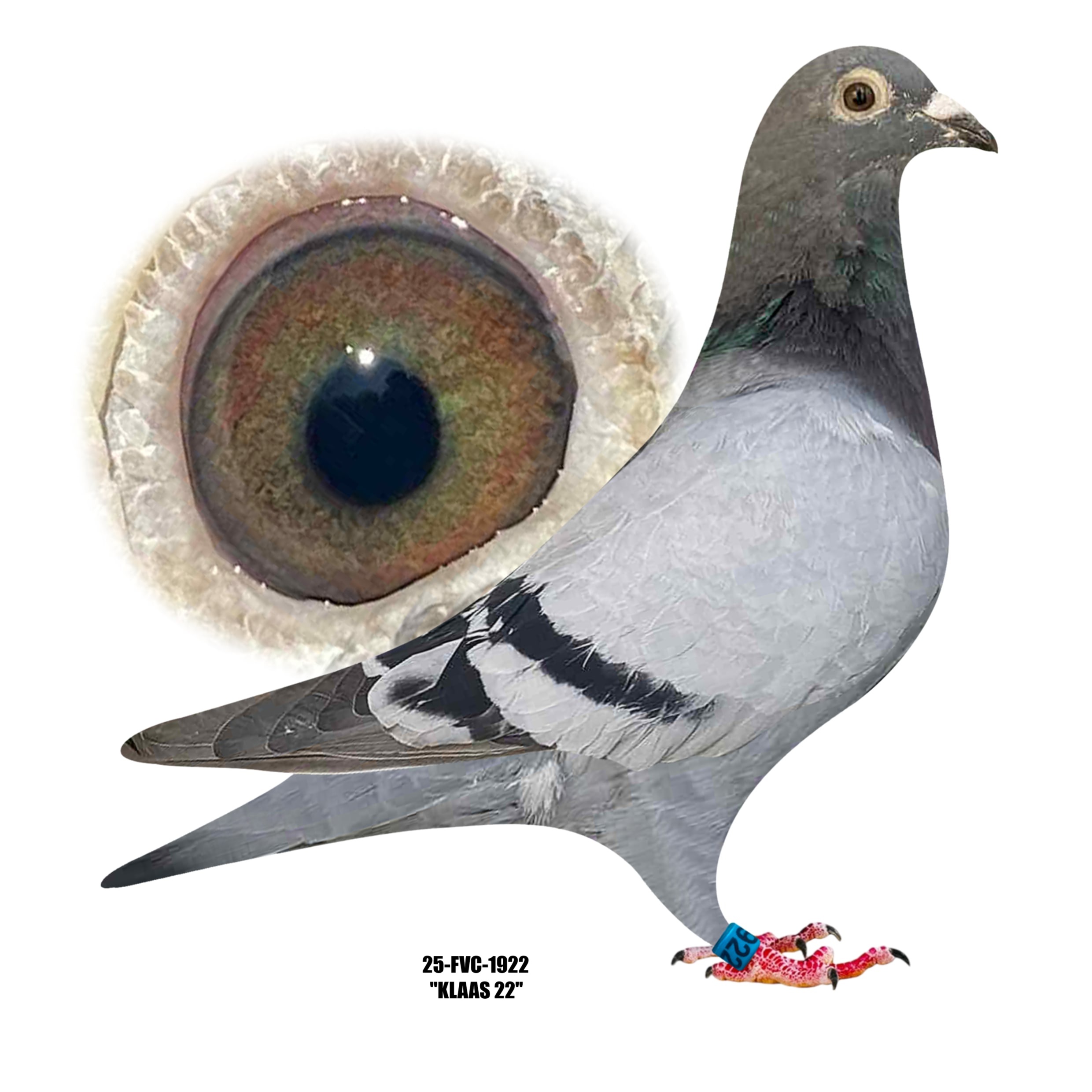25-FVC-1922 Blue Bar Hen..