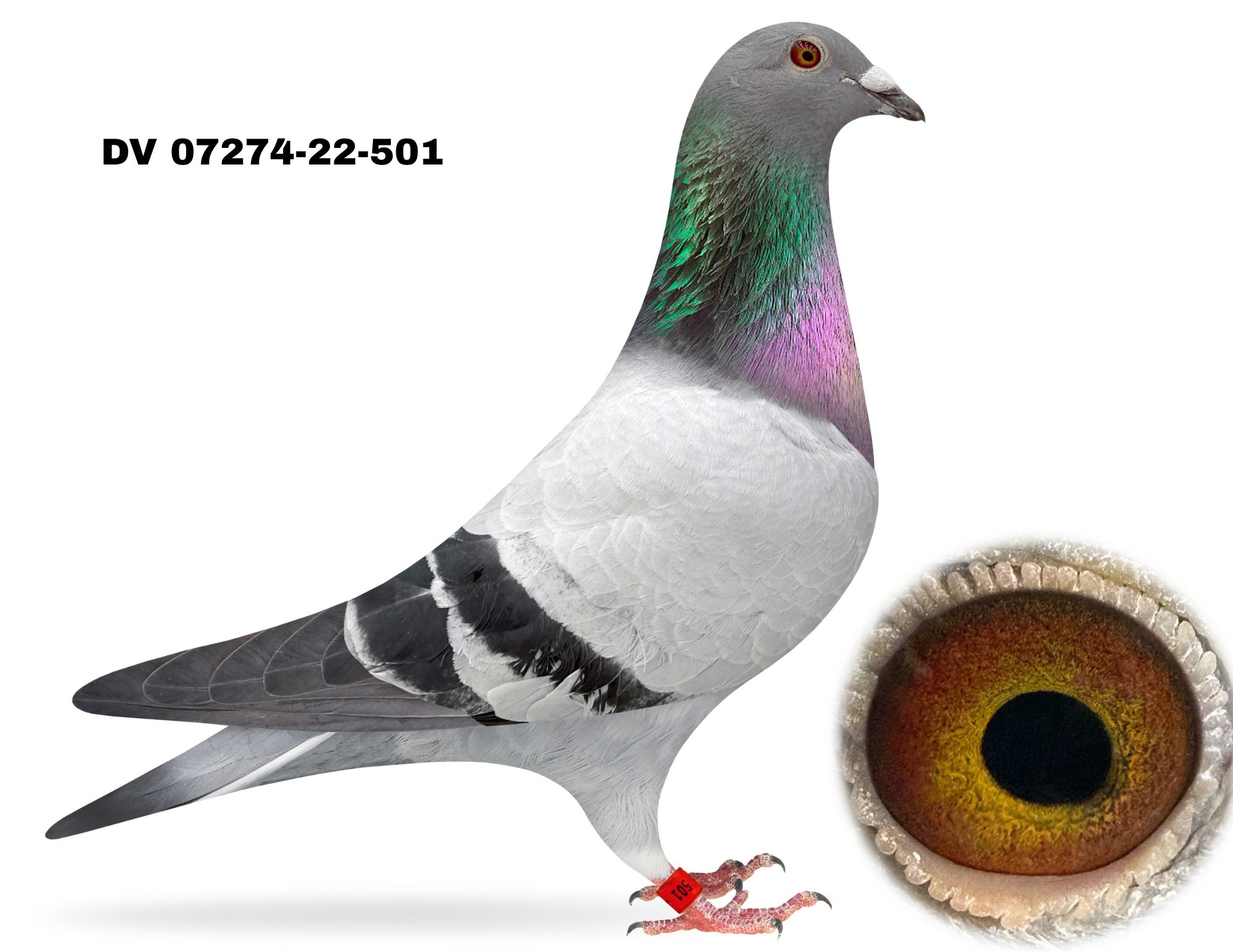 DV 07274-22-501