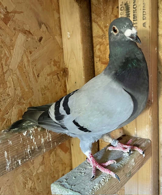 2X Thomas 6 /Marple&Wolverine