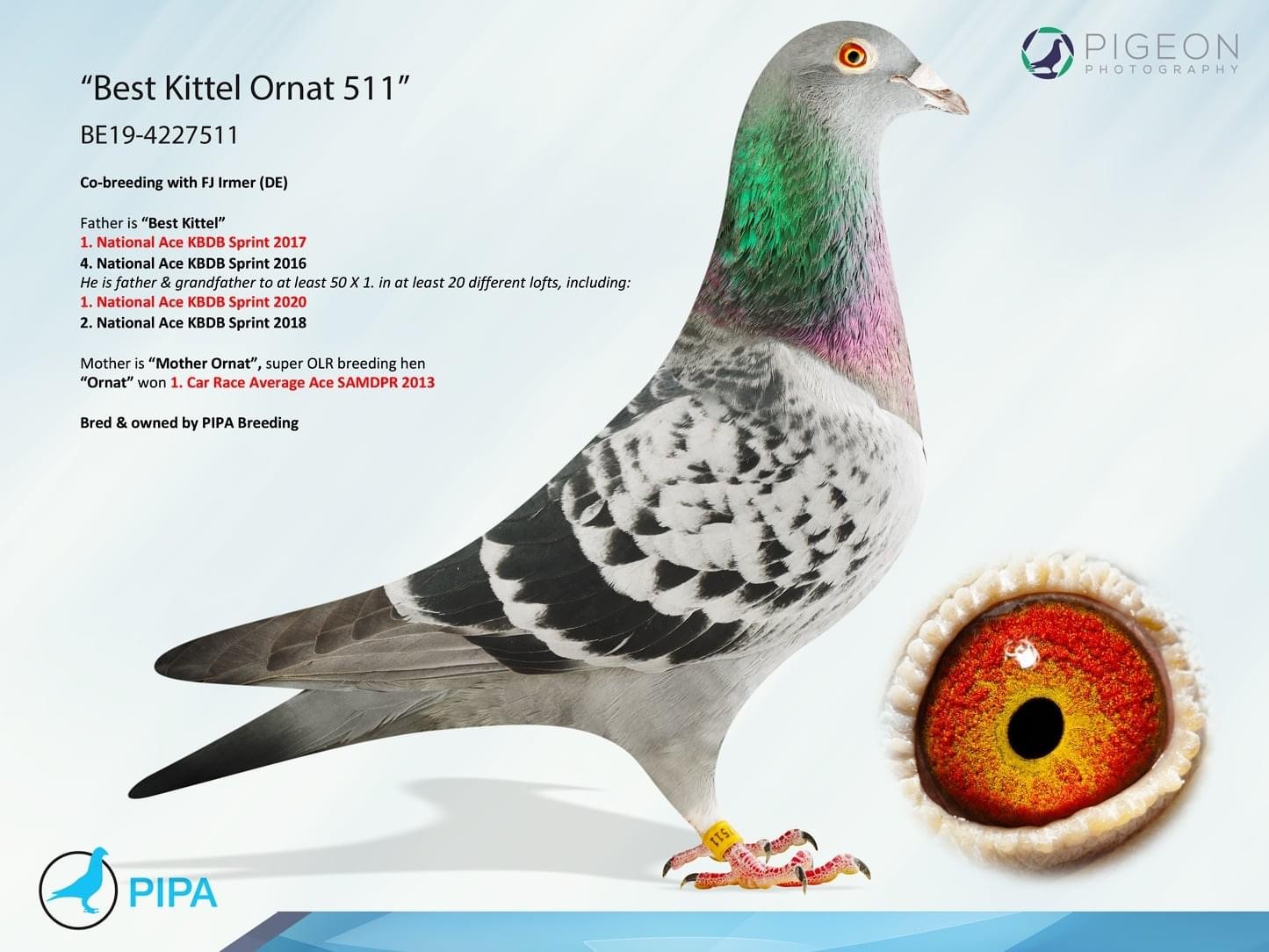 iPigeon.com - Racing Pigeon Auction