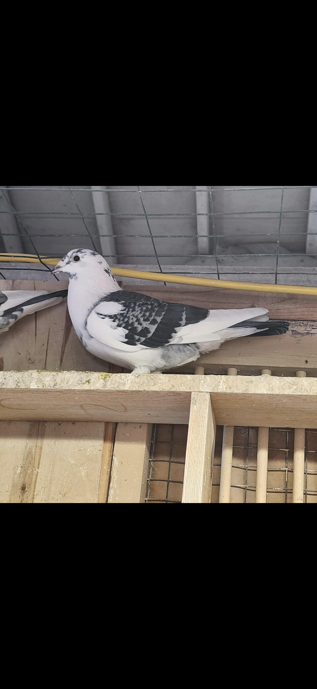 AU 24 AA 22536 Splash Cock