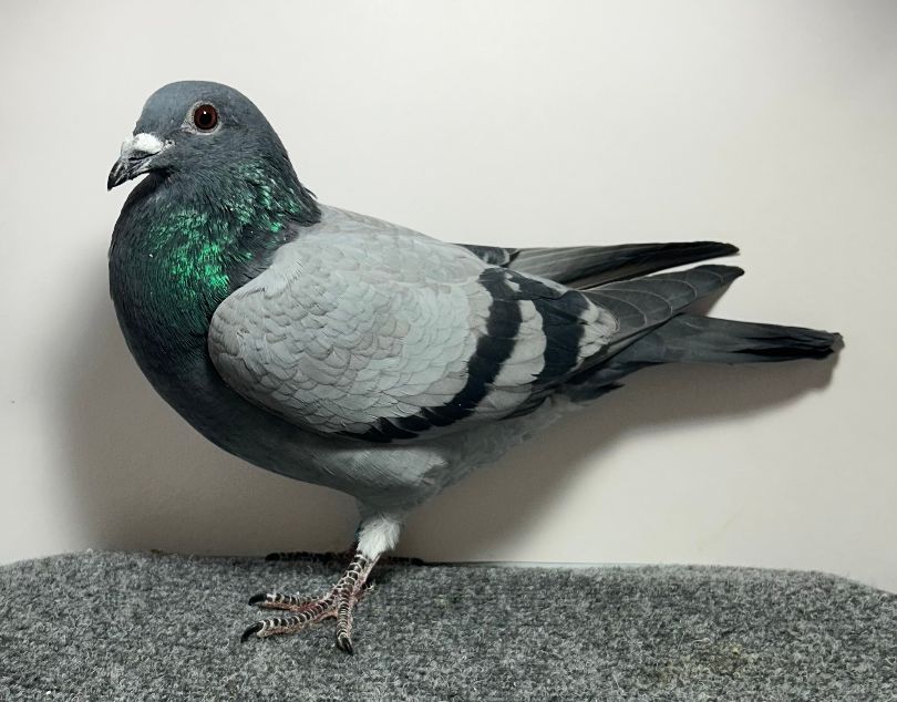 25375 RMR AU 2025 BB H