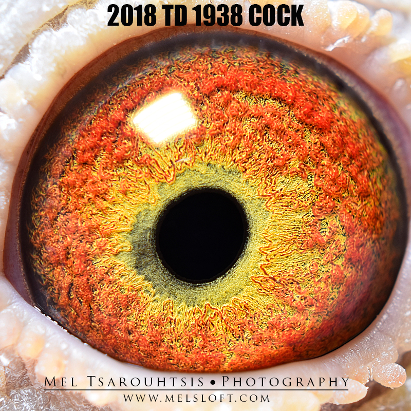 Preview Image 2