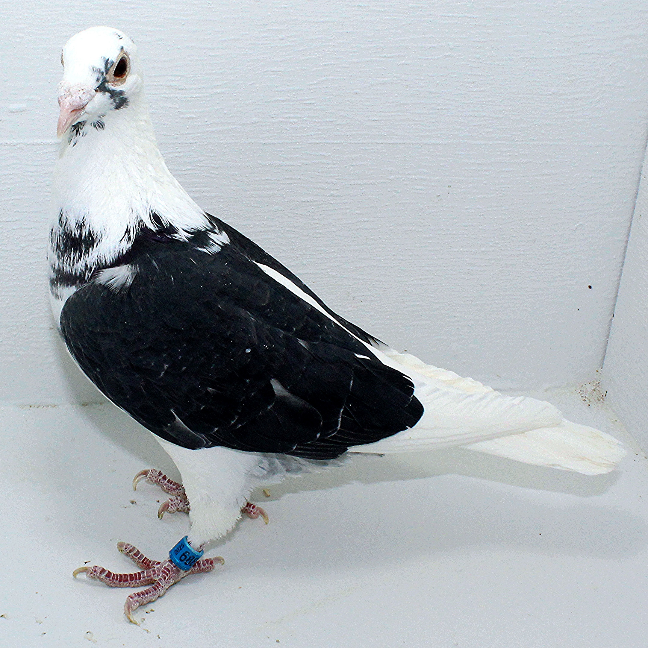 6881 IPB B 2025 Pure Hansenne Cock