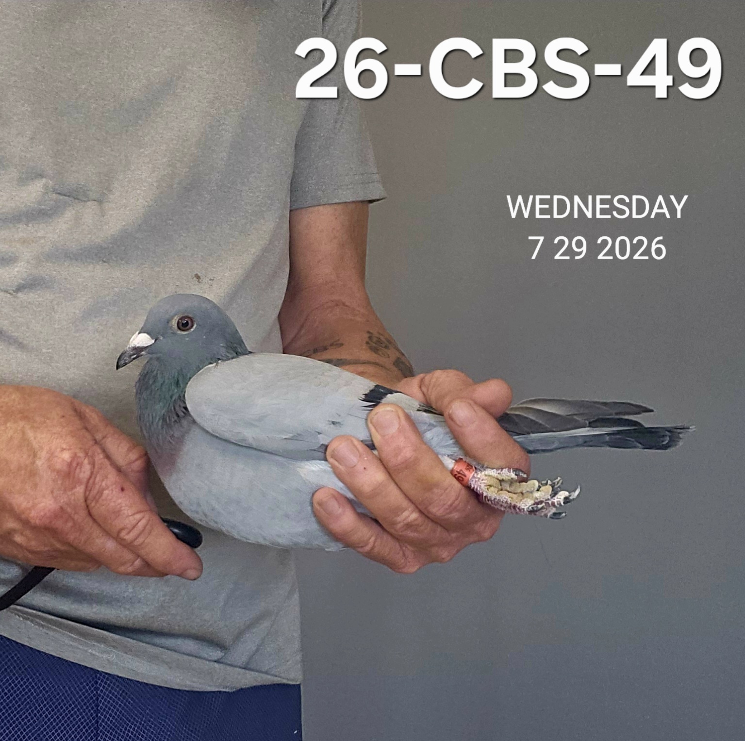 26-CBS-49 Blue cock.