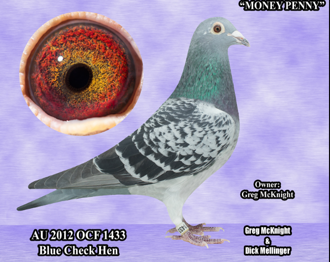 iPigeon.com - Racing Pigeon Auction