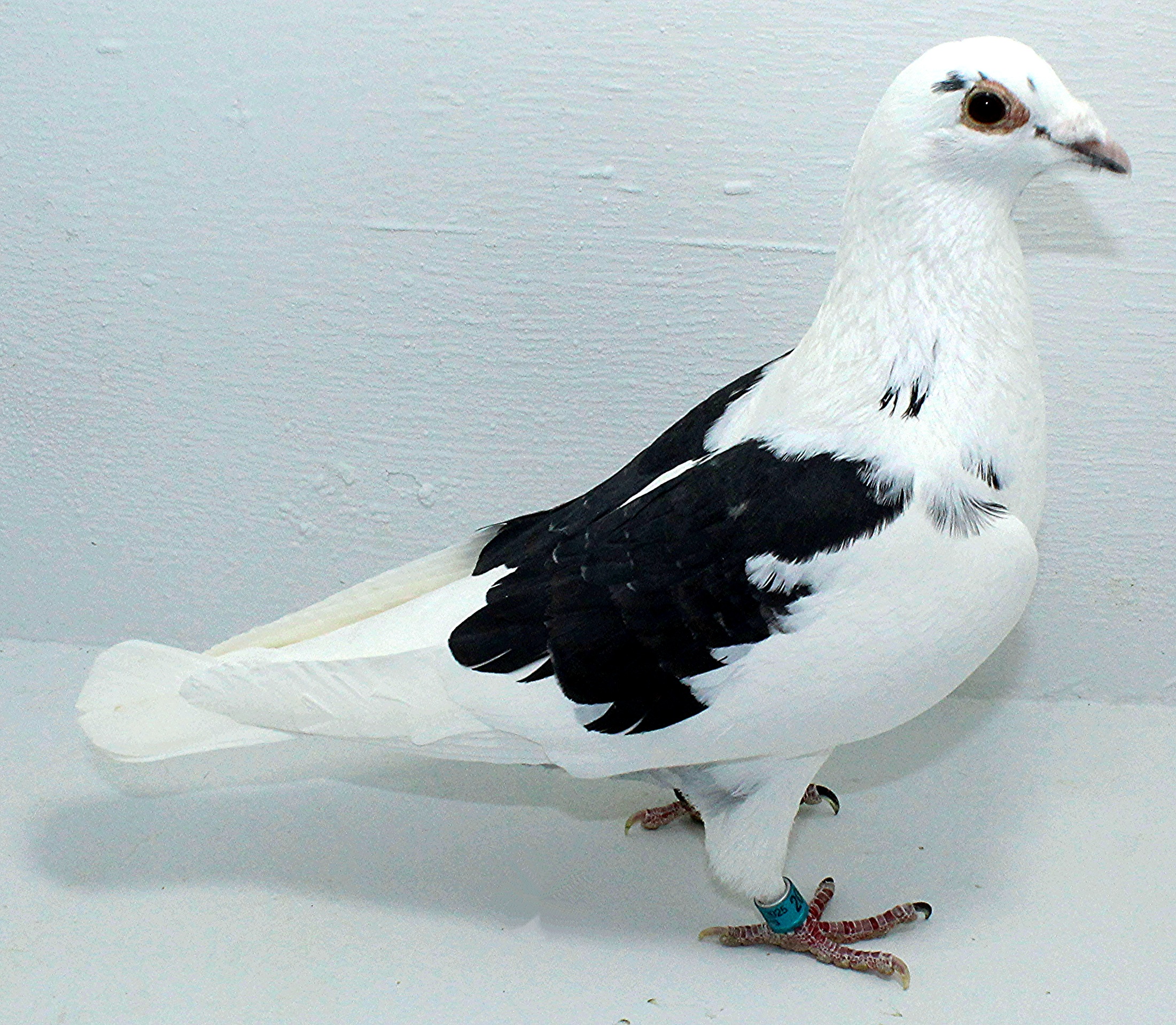 AU 20090 FOYS 2025 Pure Hansenne Cock