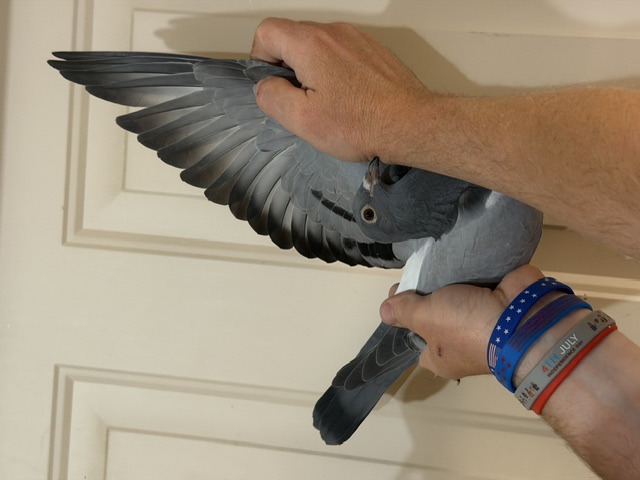 Preview Image 4