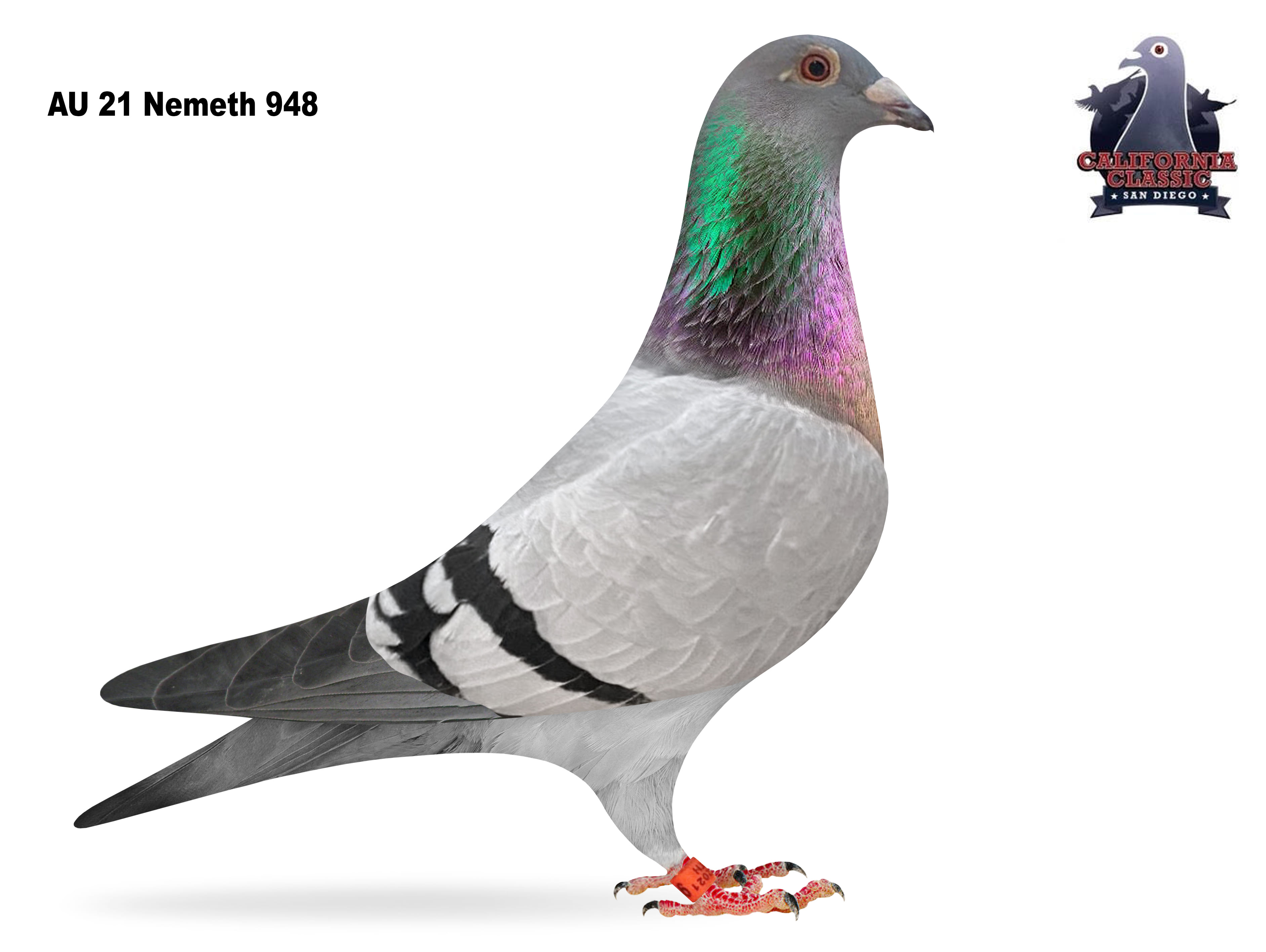 Lot 27. 2021 Nemeth 948 Cock