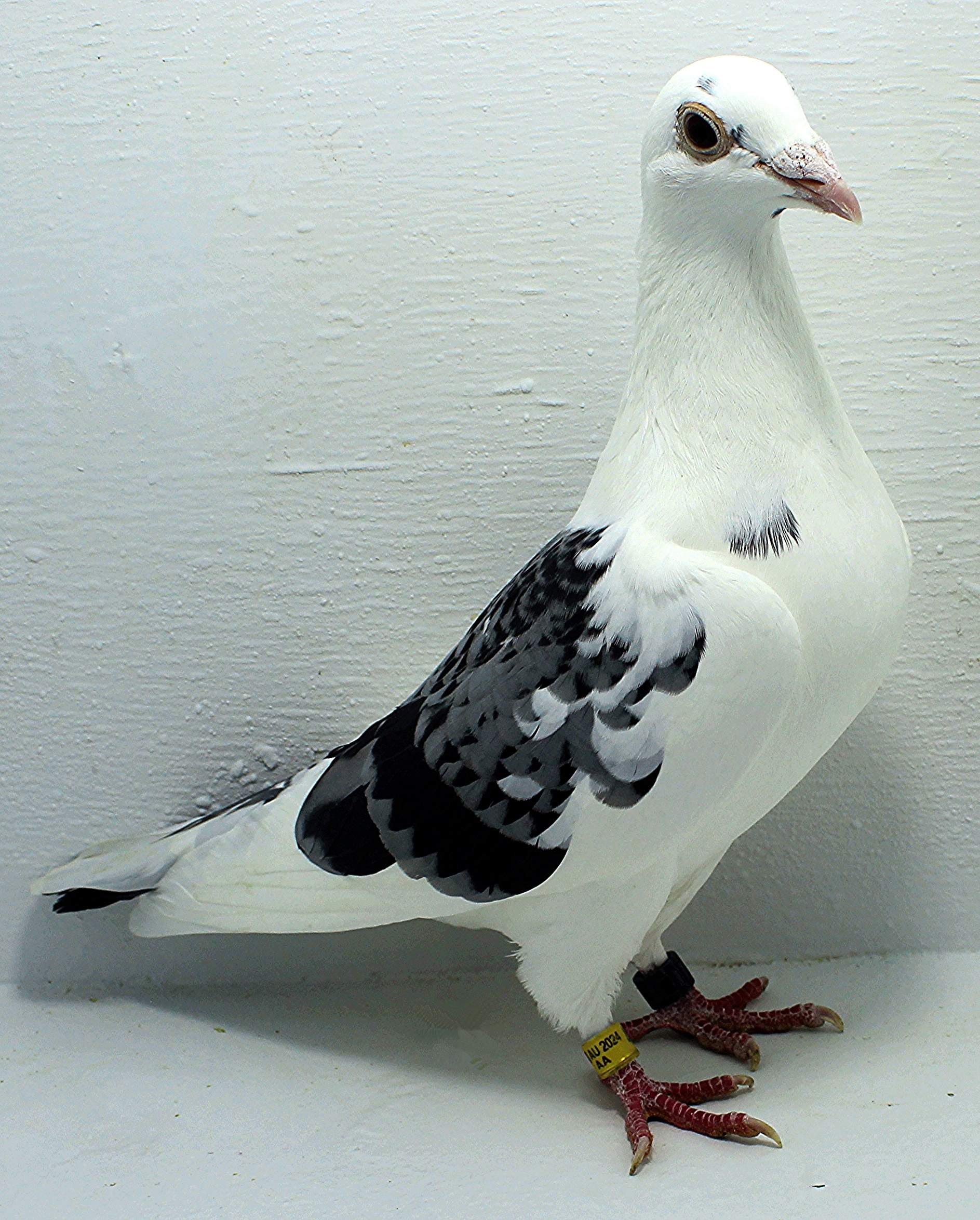 AU 44261 AA 2025 Pure Hansenne