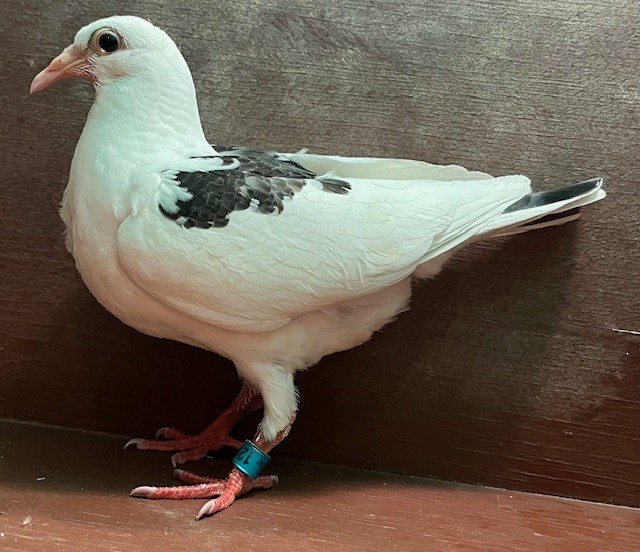 LATE HATCH SQUEAKER OFF IMPORTS