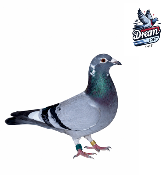 AU-42/2024 Big Five, Quality Hen