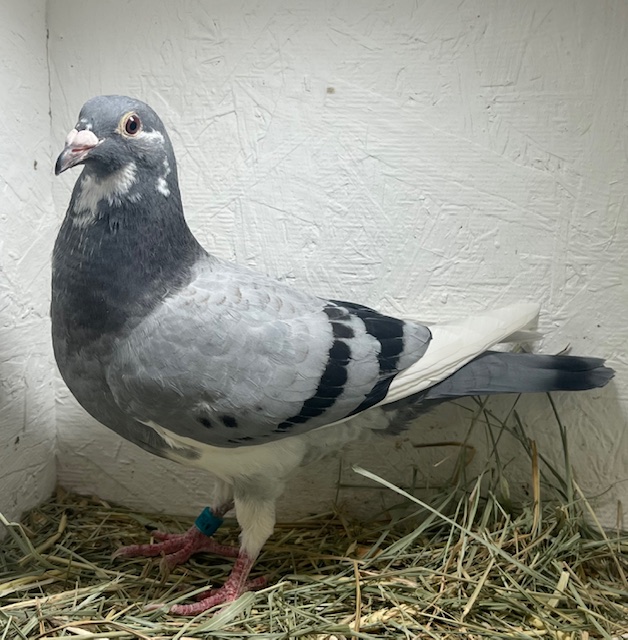 25-CDR-5961 BBPW Cock 