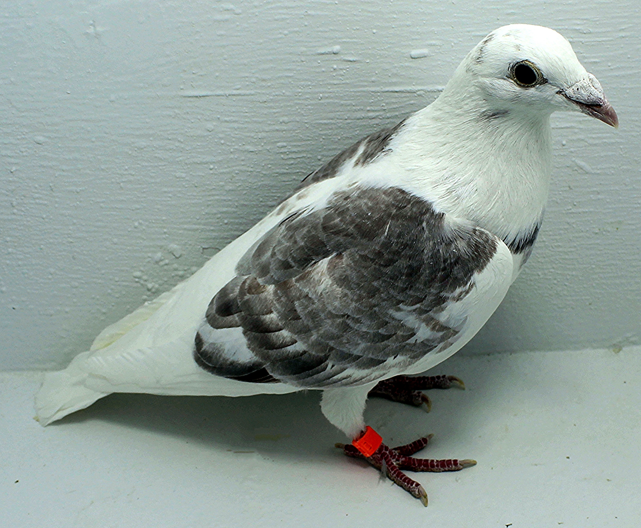 2591 NPA 2025 Pure Paul Sion