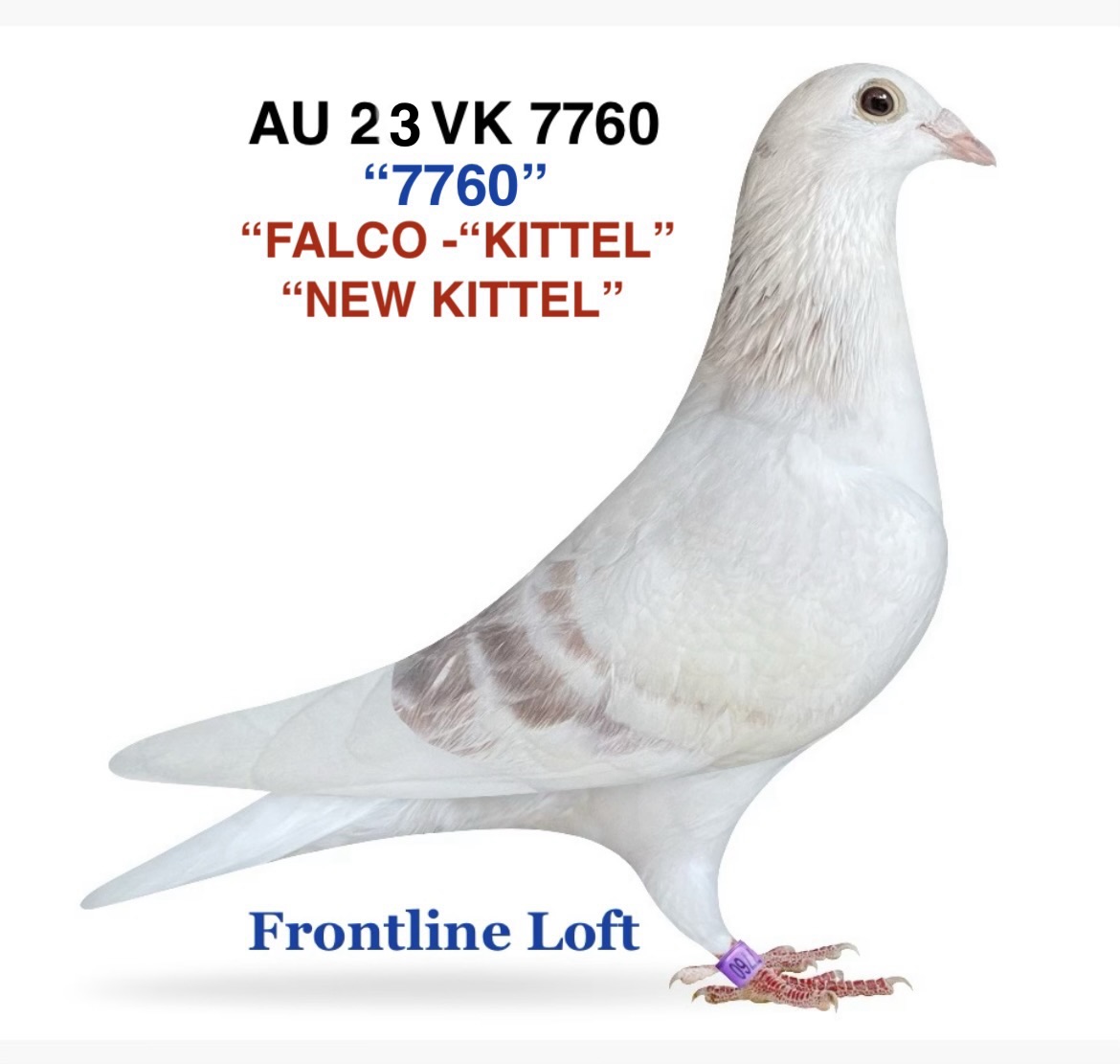 “FALCO”-“KITTEL”-“NEW KITTEL”